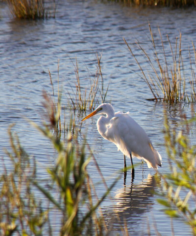 Shore bird heron