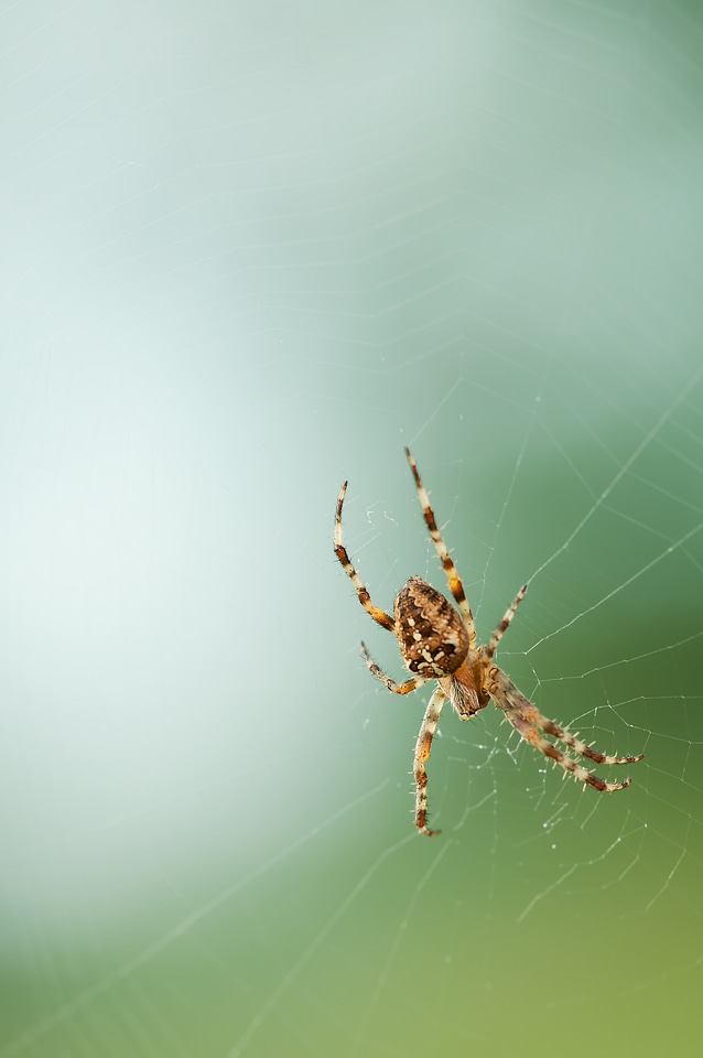 Spider web nature