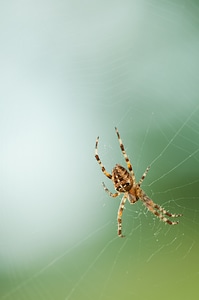 Spider web nature photo