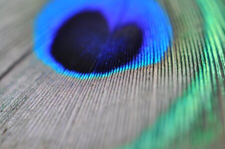 Peacock feather macro structure photo