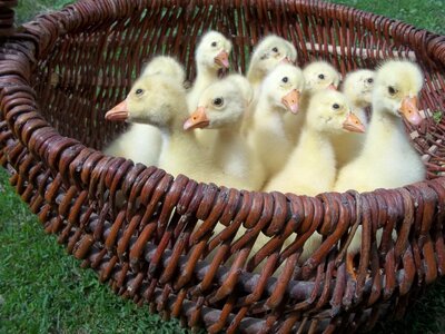 Geese basket interest