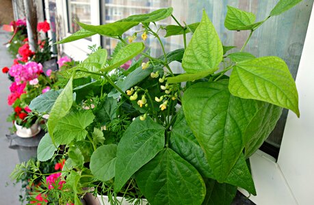 Beans kitchen garden growth
