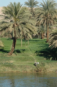 River water donkey photo