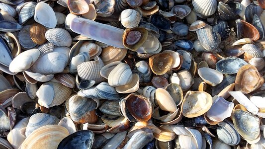 Stones shells north sea photo