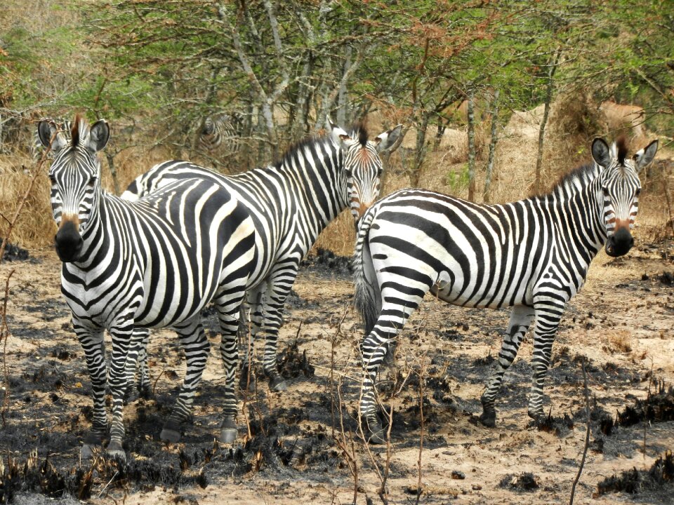 Uganda stripes animals