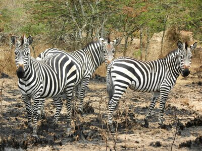 Uganda stripes animals