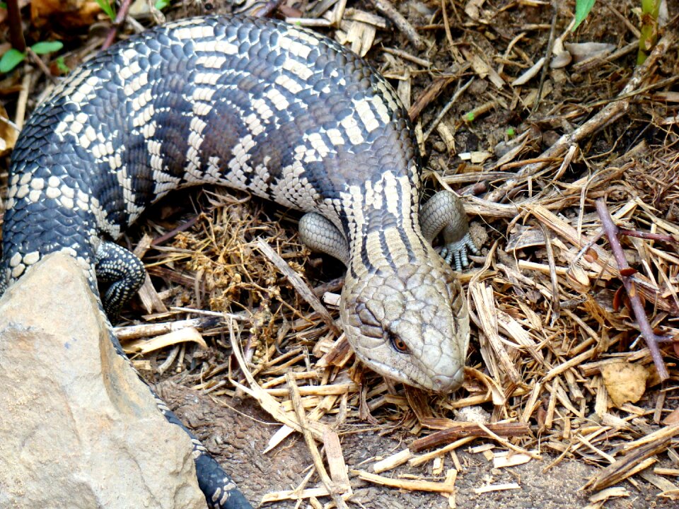 Lizard south australia