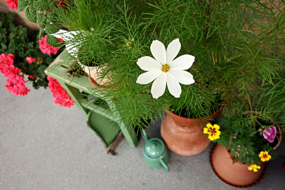 Street garden wall garden pot photo