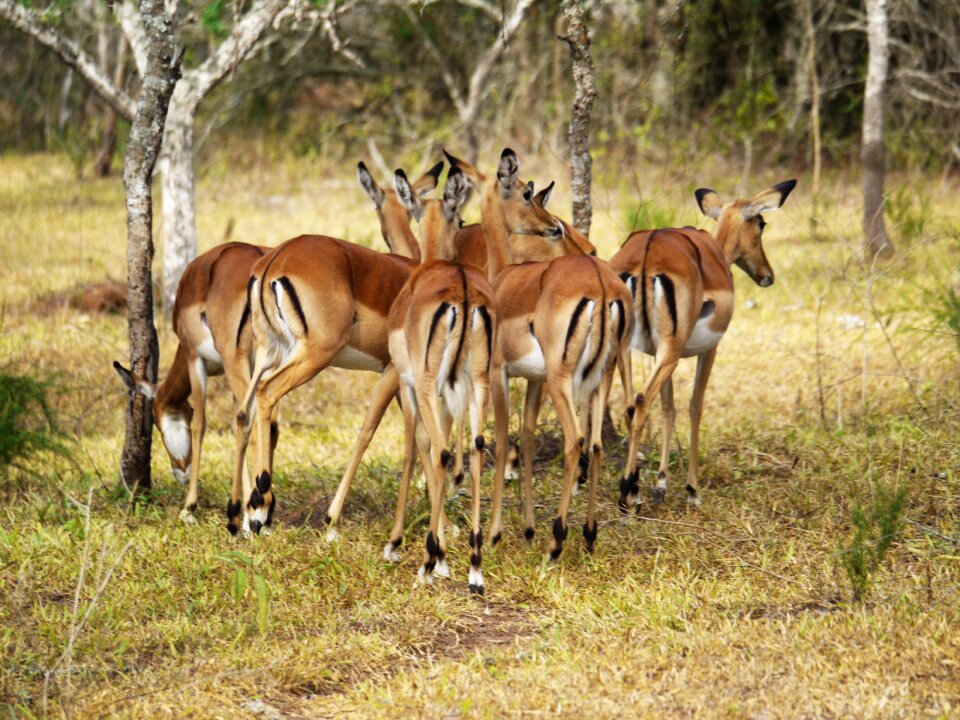 Uganda impala gazelle