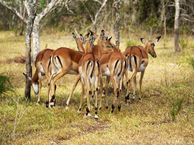 Uganda impala gazelle photo