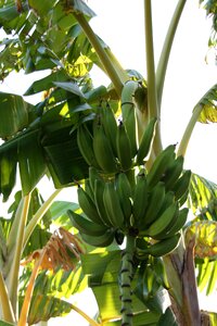 Turkey green banana