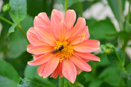 Bee ant summer