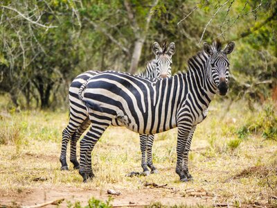 Curious uganda stripes