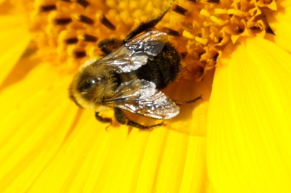 Pollinator beekeeper farm