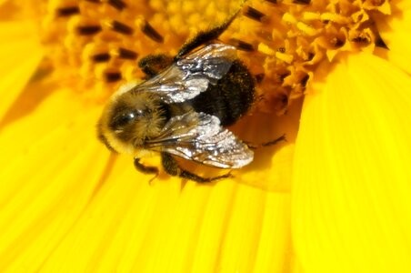Pollinator beekeeper farm photo