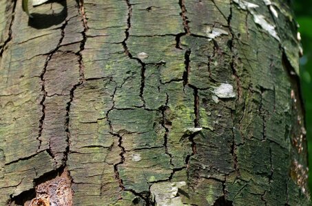 The bark of the tree tree trunks the structure of the