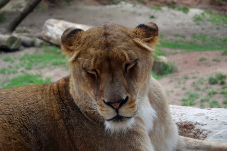 Predator big cat lion females photo
