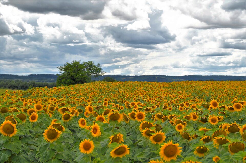 Yellow crop sun