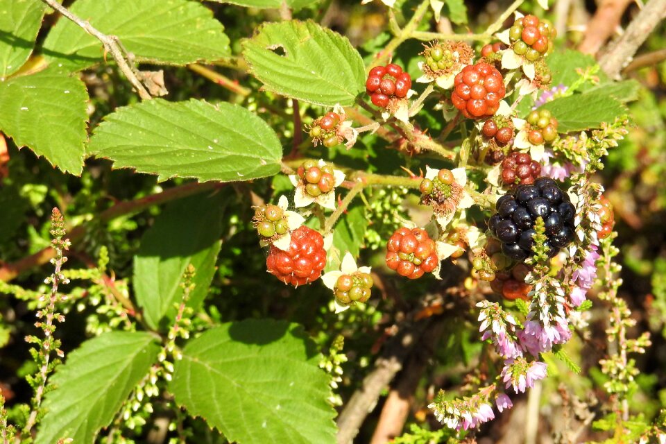Heather forest nature