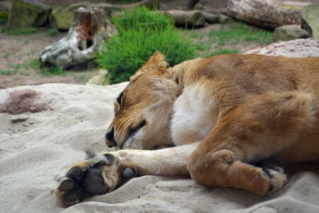 Predator big cat lion females photo