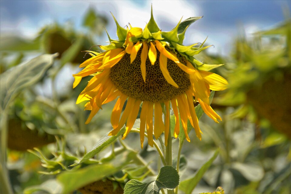 Flower of sunflower summer seeds