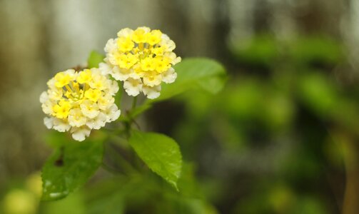 Yellow white combination natural