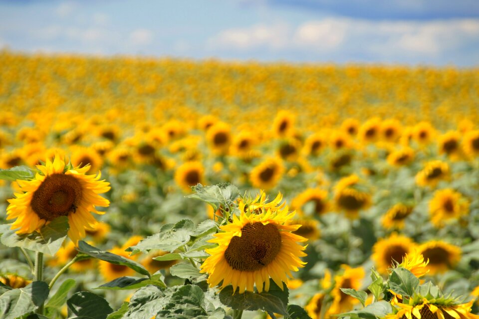 Sunflower field economic plant agriculture