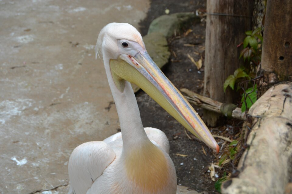 Water bird bill bird