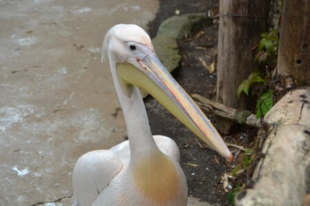 Water bird bill bird