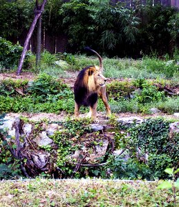 Big cat zoo king of the jungle