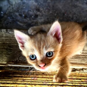 Animal pets domestic cat