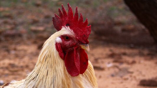 Chicken poultry cockerel photo