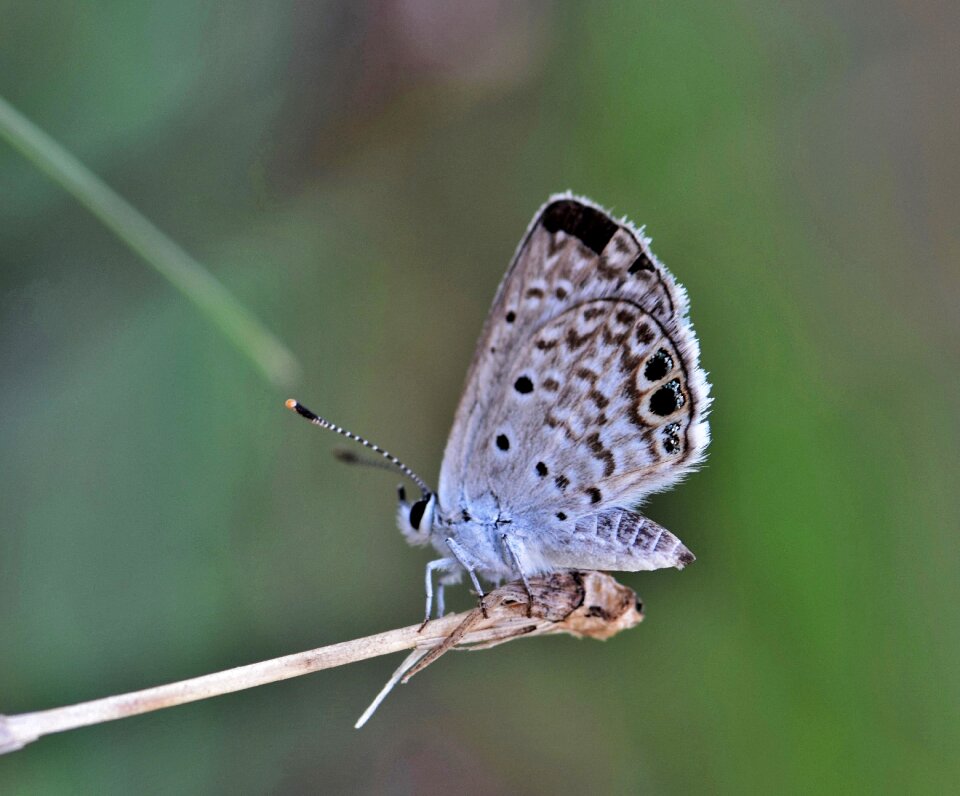 Flying insect winged insect bug photo