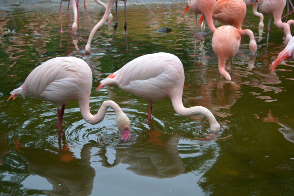 Pink water bird plumage