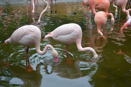 Pink water bird plumage photo
