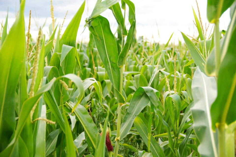 Crop farm green