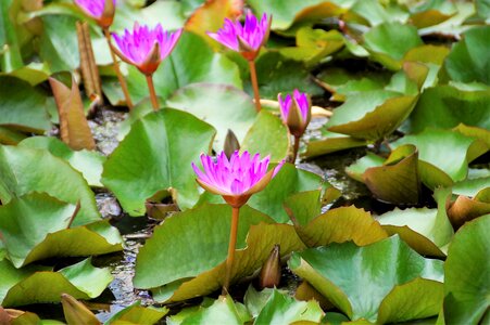Thermal water water-plant