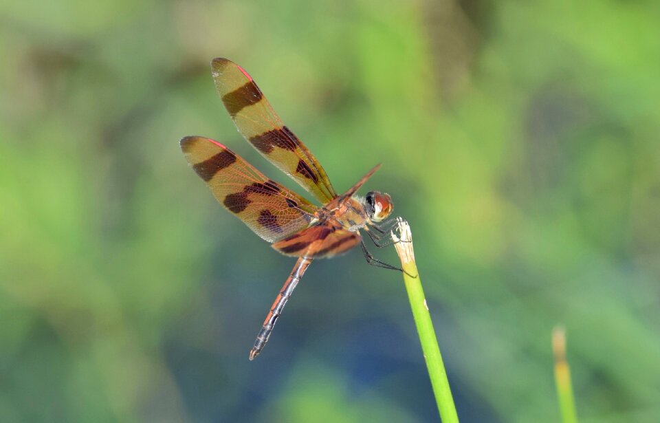 Insect winged insect flying insect photo