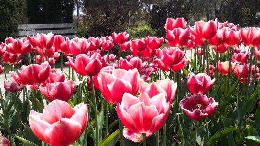Tulip perennial flowers flower irrigation