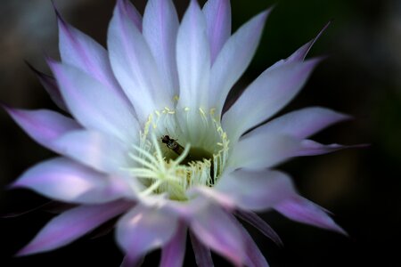 Cactus blossom bloom close up