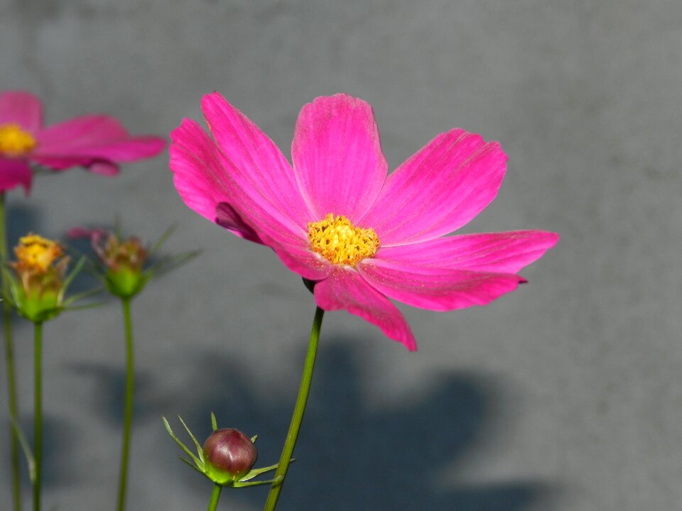 Garden nature summer