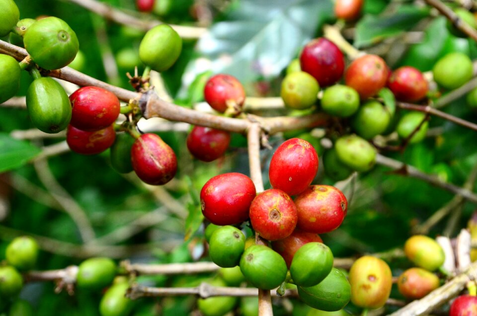 Beans nature business