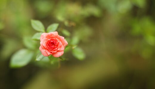Rose floral nature