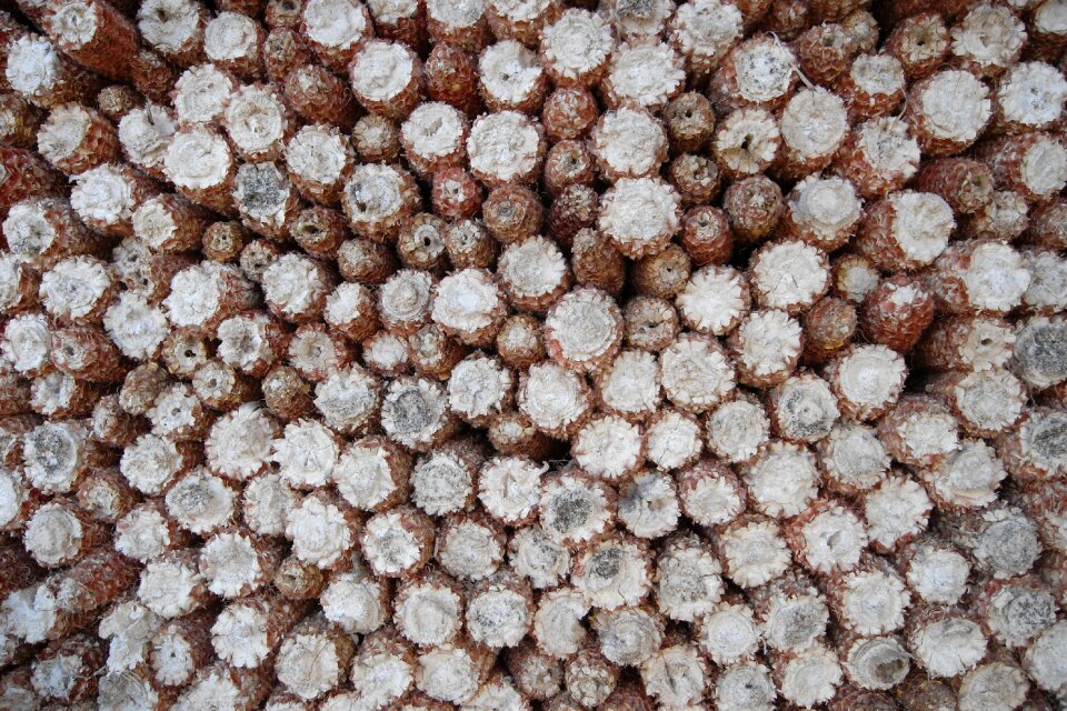 Agriculture crop food