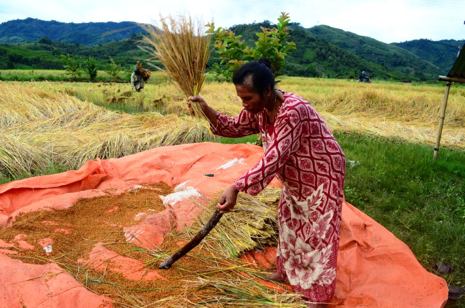 Farmer farm agriculture