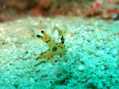 Critter scuba diving marine