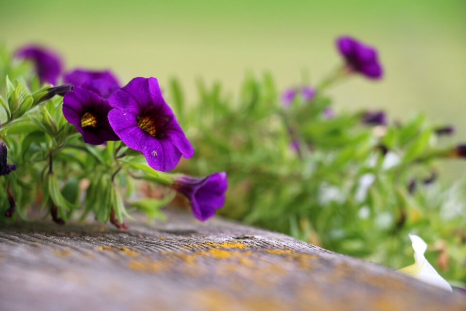 Balcony flower close up flower