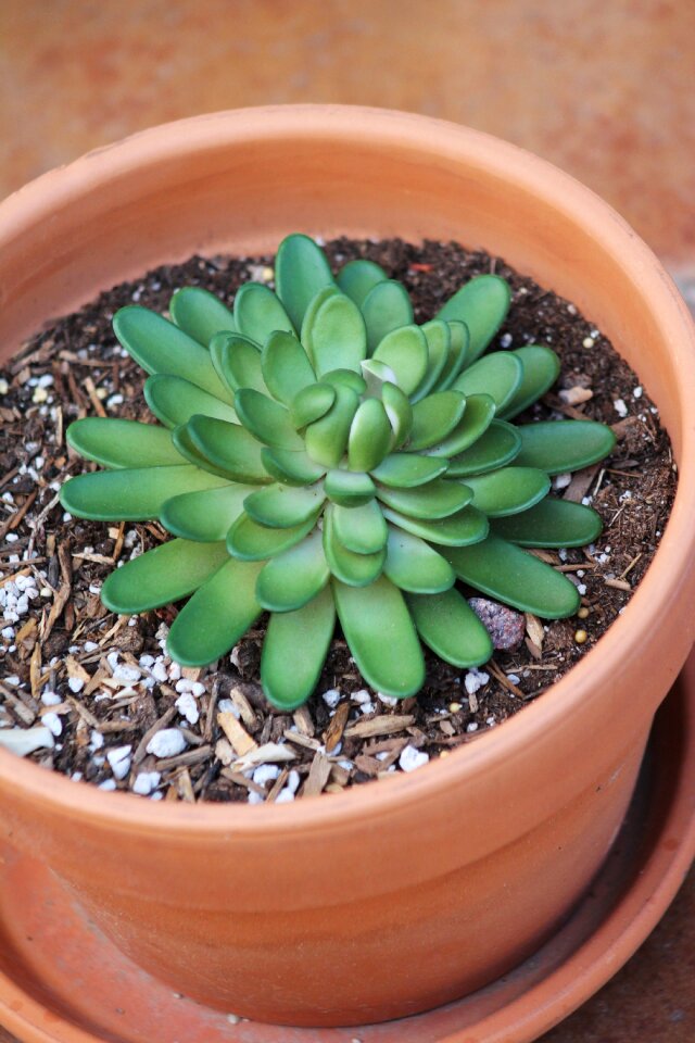 Patio plant new mexico southwestern