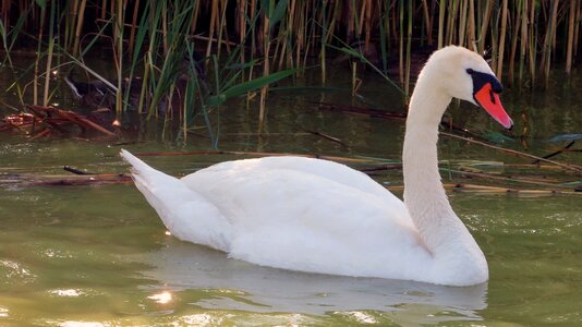 Lake aesthetic reed