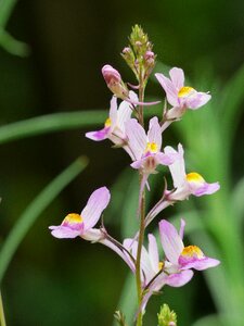 Flower meadow pink yellow